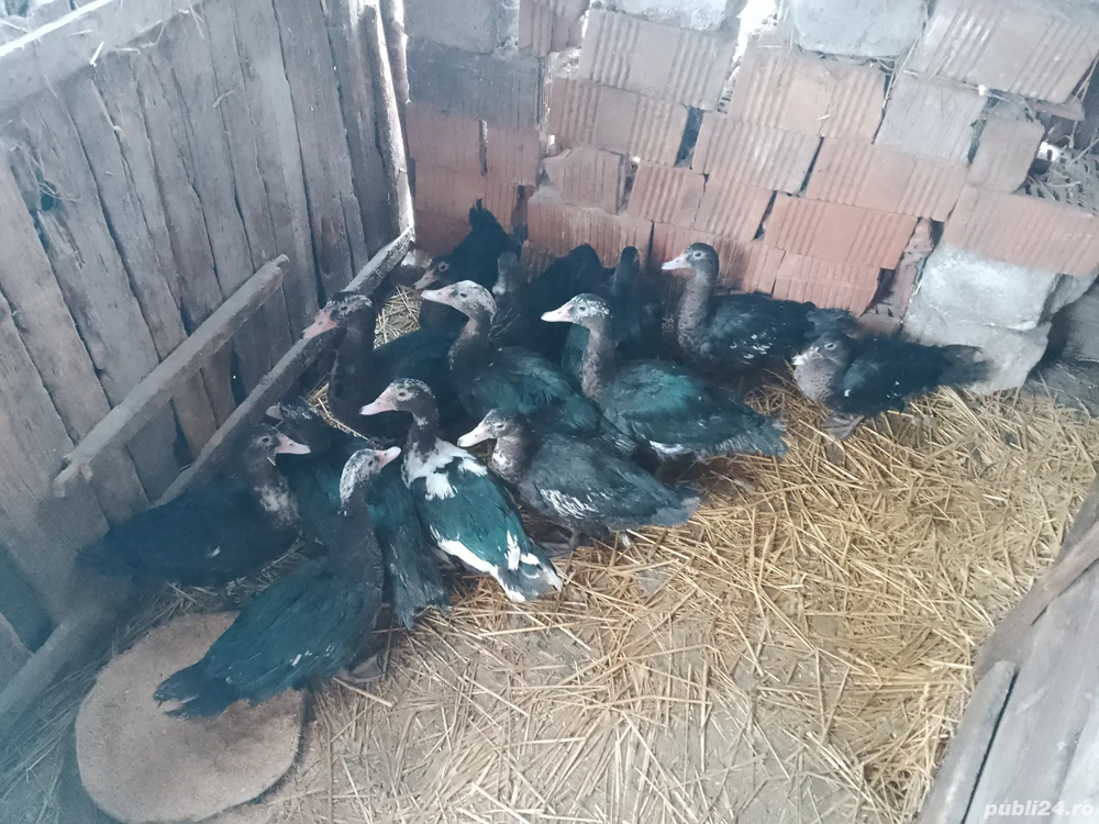 Vând Rațe leșești  Vând Rațe leșești