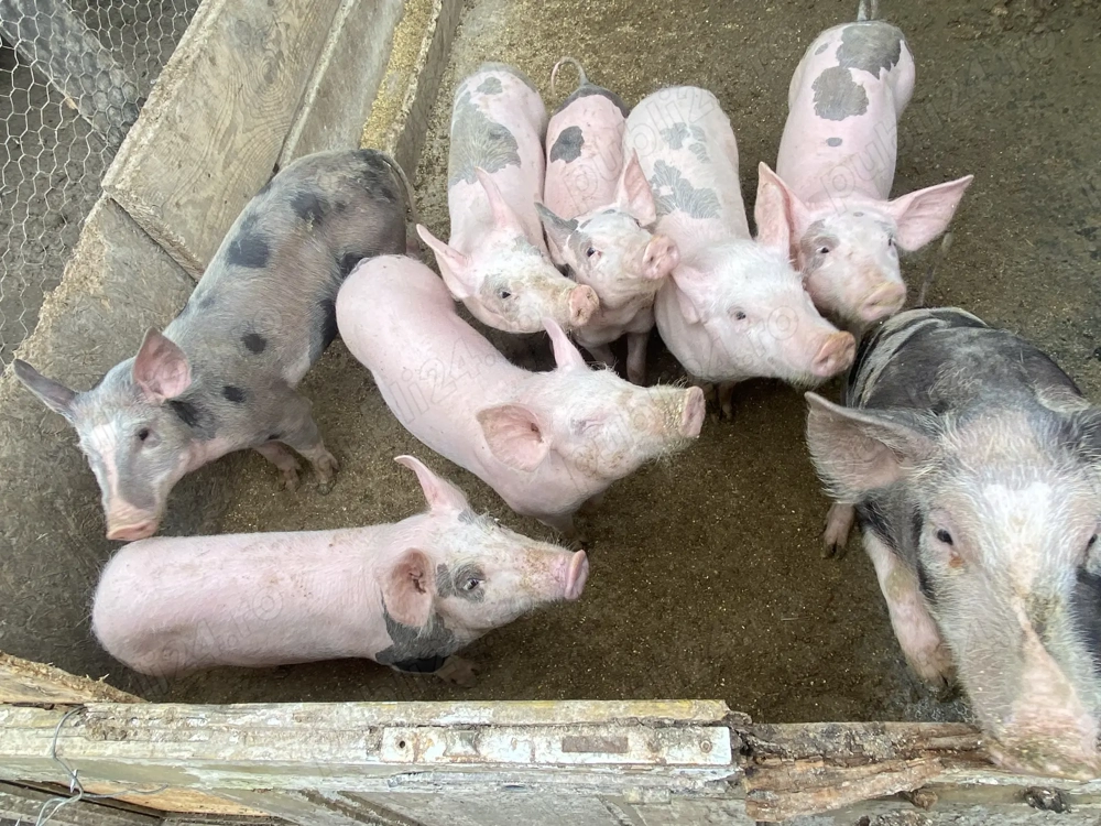 Soldani de vanzare Soldani de vanzare