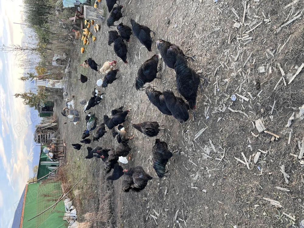 Vând cocoși austrolop ,rațe indiene ,bibilici .