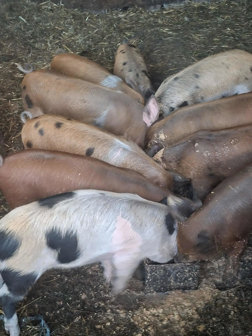 Purcei de vânzare!Au 7 săptămâni Purcei de vânzare!Au 7 săptămâni