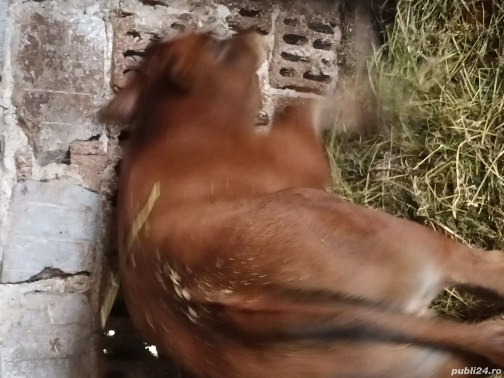 vaca si vitel de vanzare