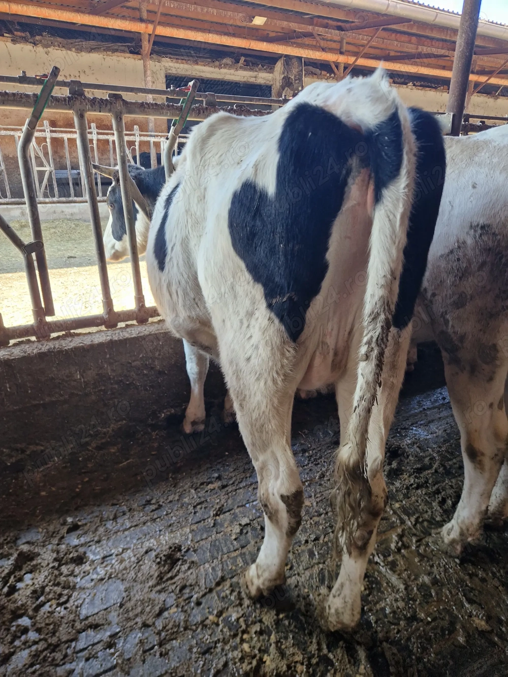 Vindem Tineret- Femele- Holstein Vindem Tineret- Femele- Holstein