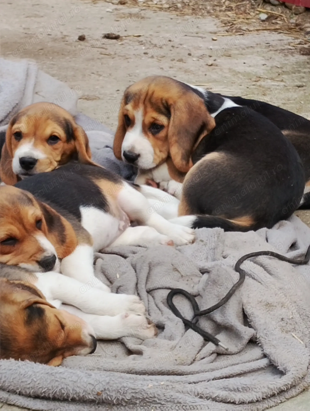 Vând căței beagle! 2 fetițe!