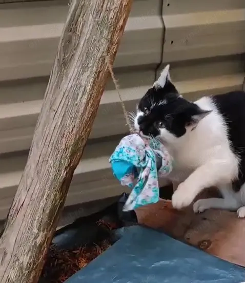 Dau spre adoptie pui de pisica blanda