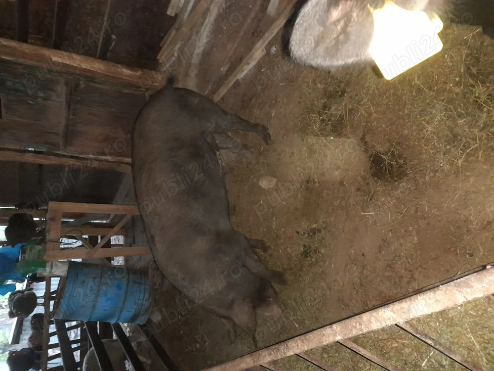 Vând porci pentru Crăciun  Vând porci pentru Crăciun