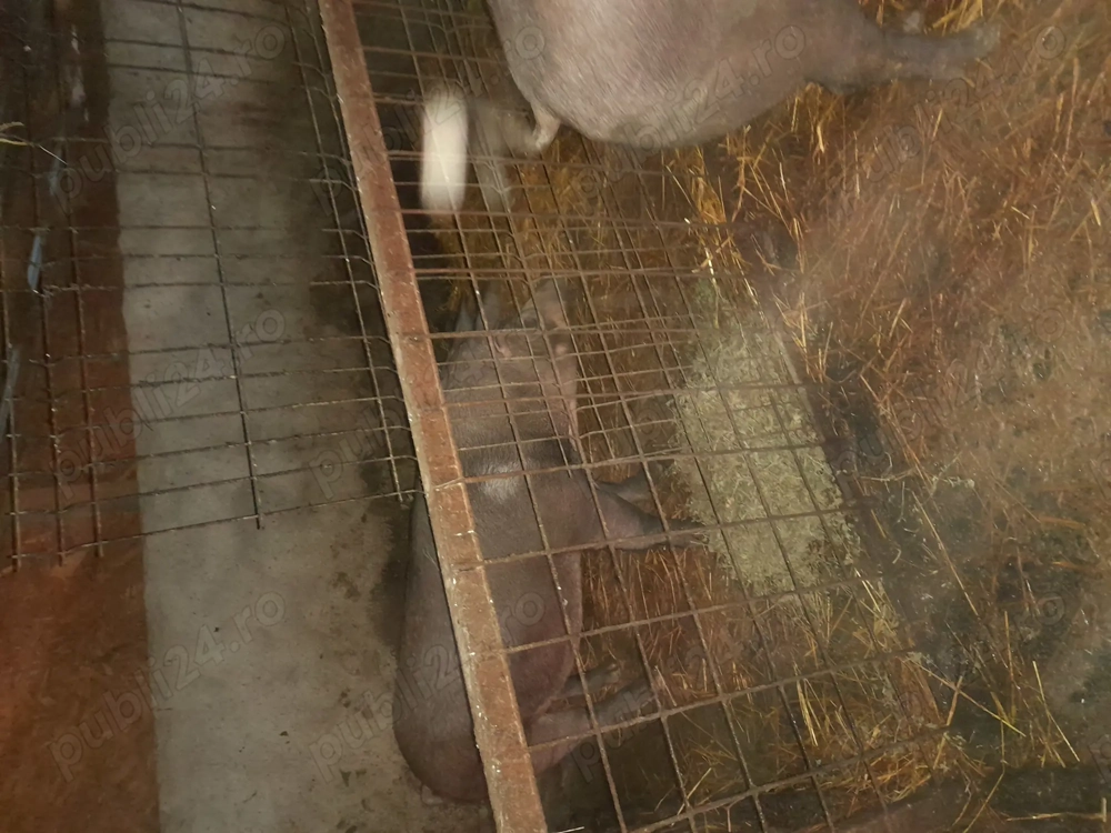 Porci Duroc  și Marele alb 