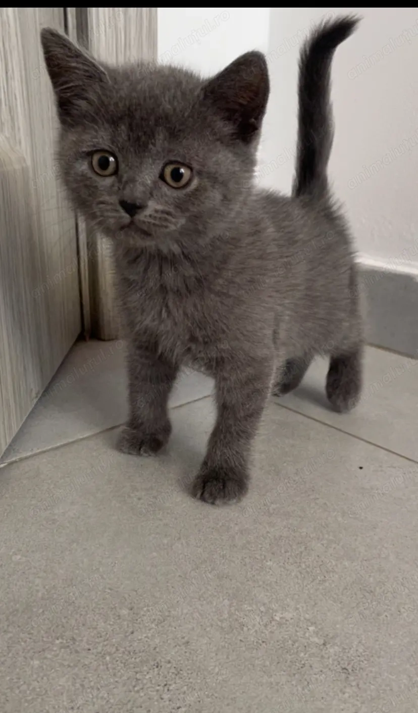 Pui pisica british caută căsuța noua Pui pisica british caută căsuța noua