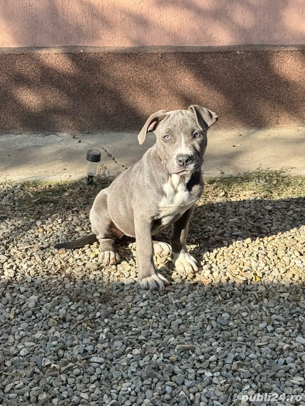 amstaff bule foarte bn dezvoltata  amstaff bule foarte bn dezvoltata