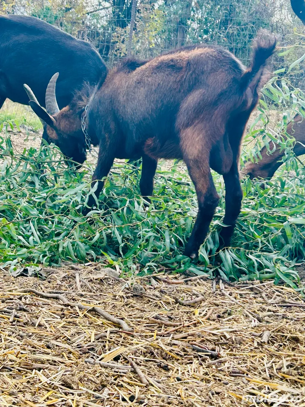 Tap genetica de exceptie