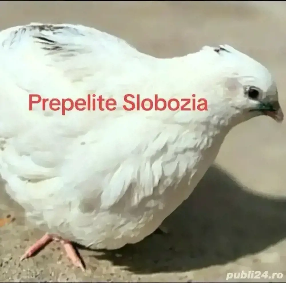  Crescătoria de Prepelițe Slobozia , Ouă de prepeliță GIGANTĂ  POLARĂ XXL de vânzare pentru incubat