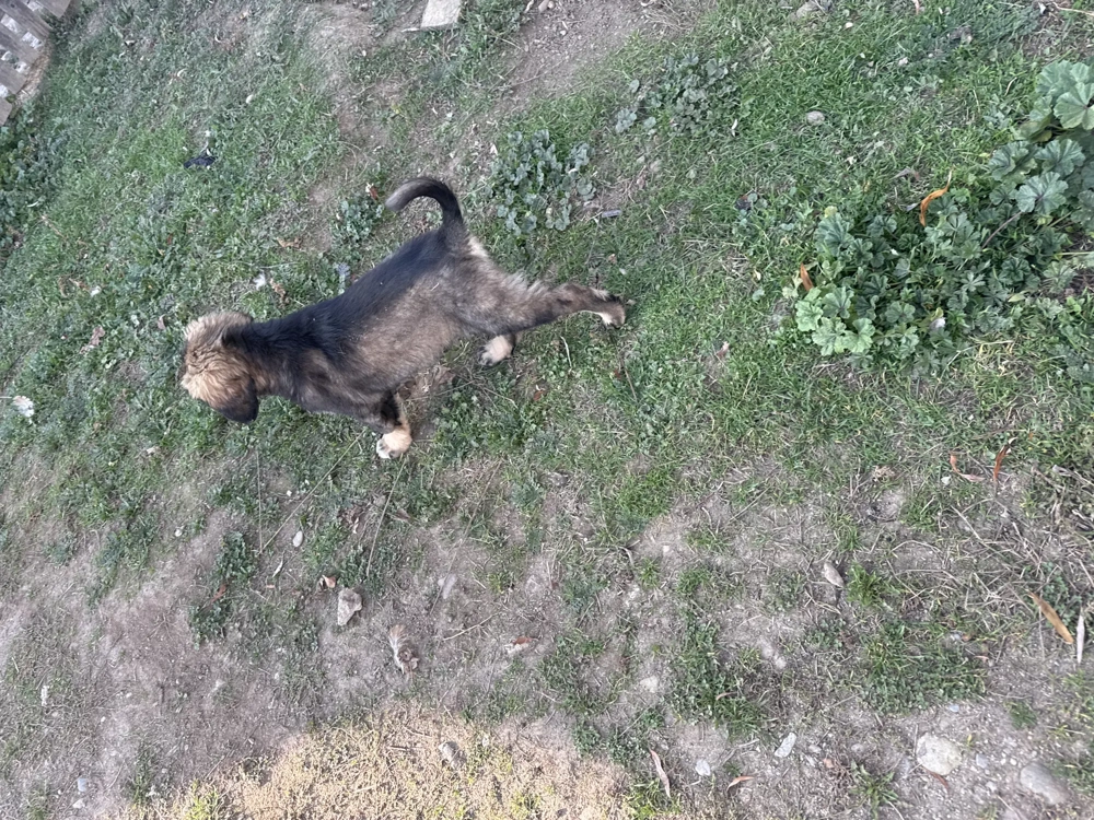 Câine ciobănesc caucazian