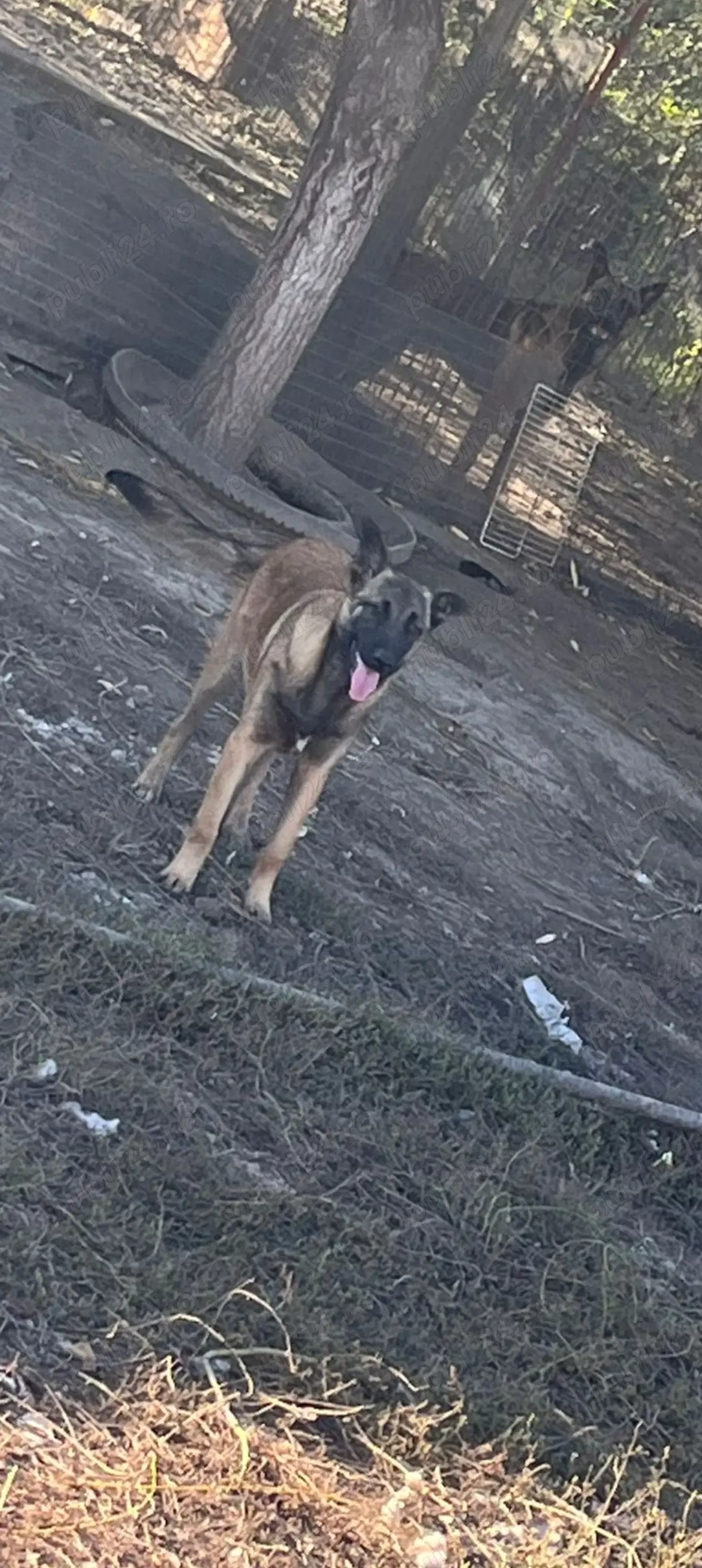 Disponibil, 2 fetițe Ciobanesc belgian. Disponibil, 2 fetițe Ciobanesc belgian.