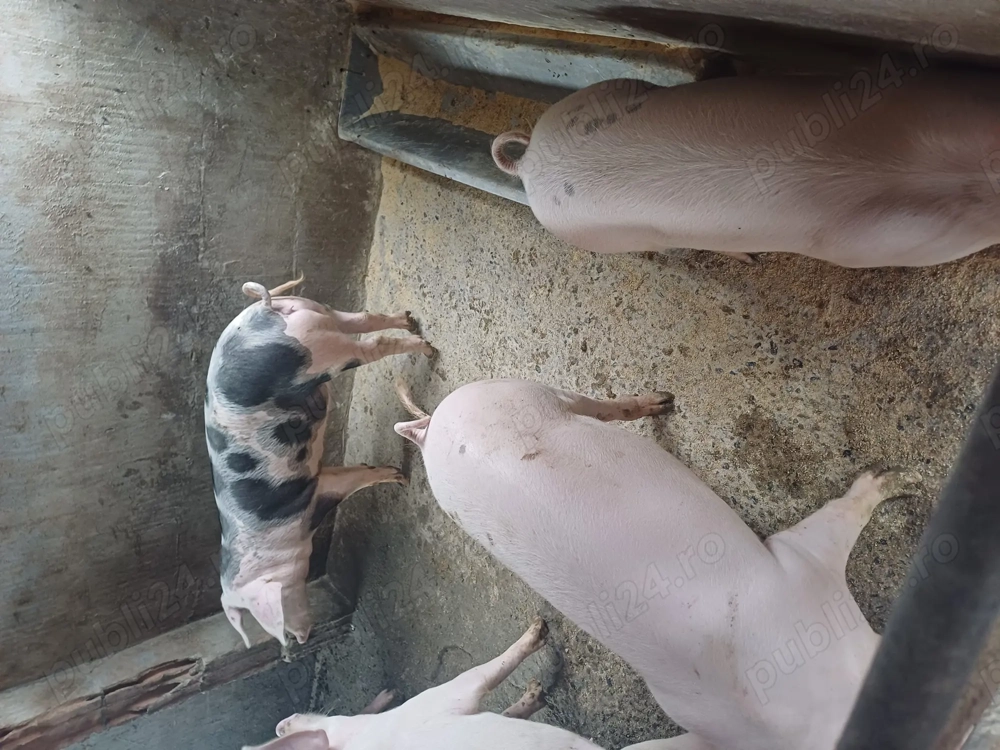 Porci de  vnzare 