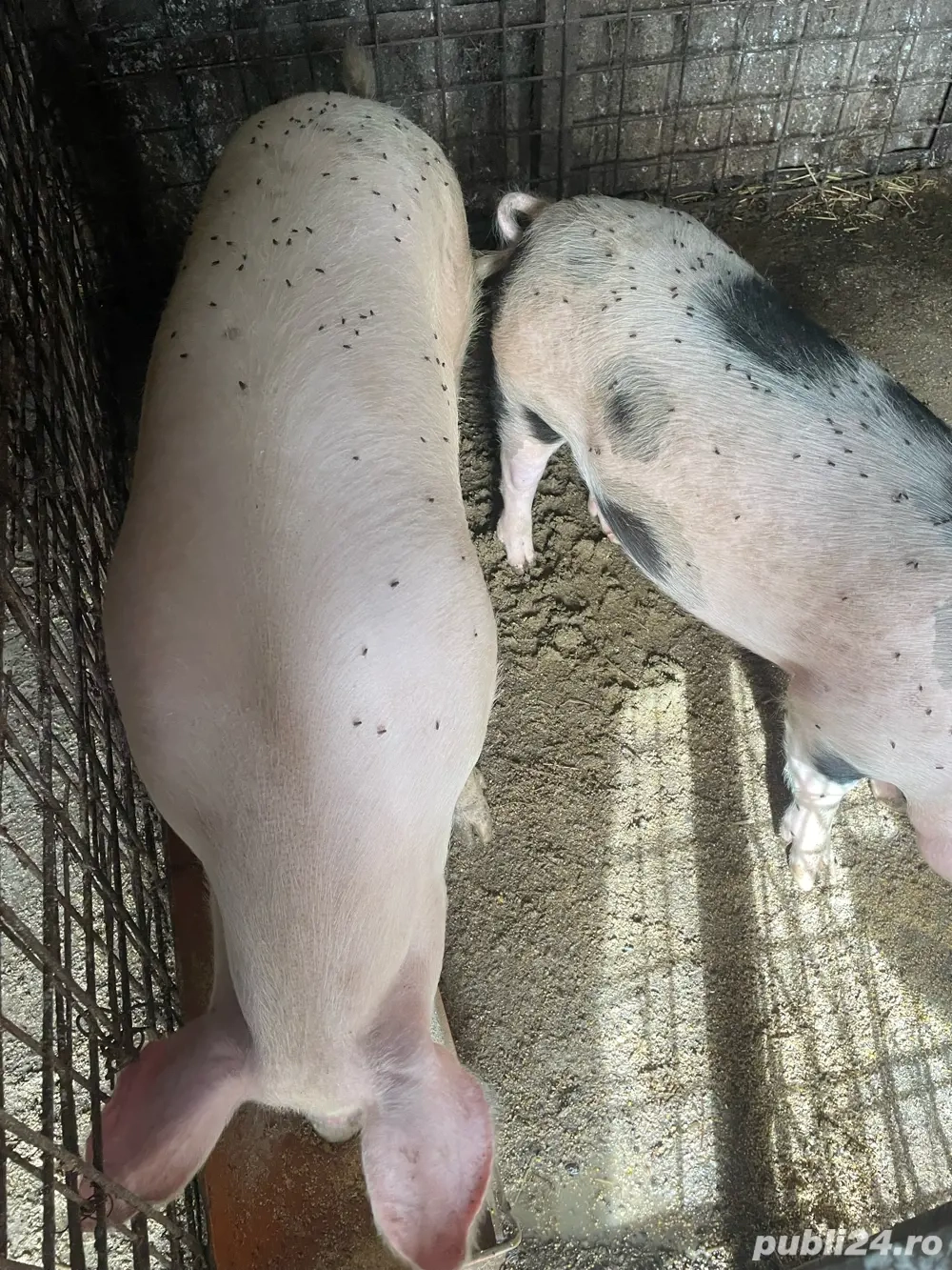 porci si purcei de vanzare 