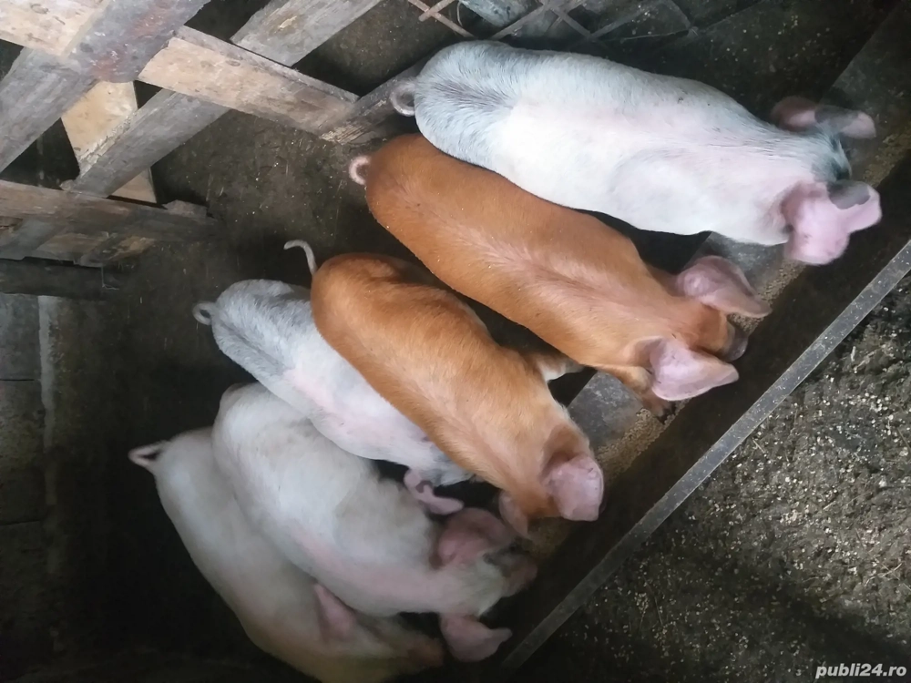 Purcei de vânzare  Purcei de vânzare