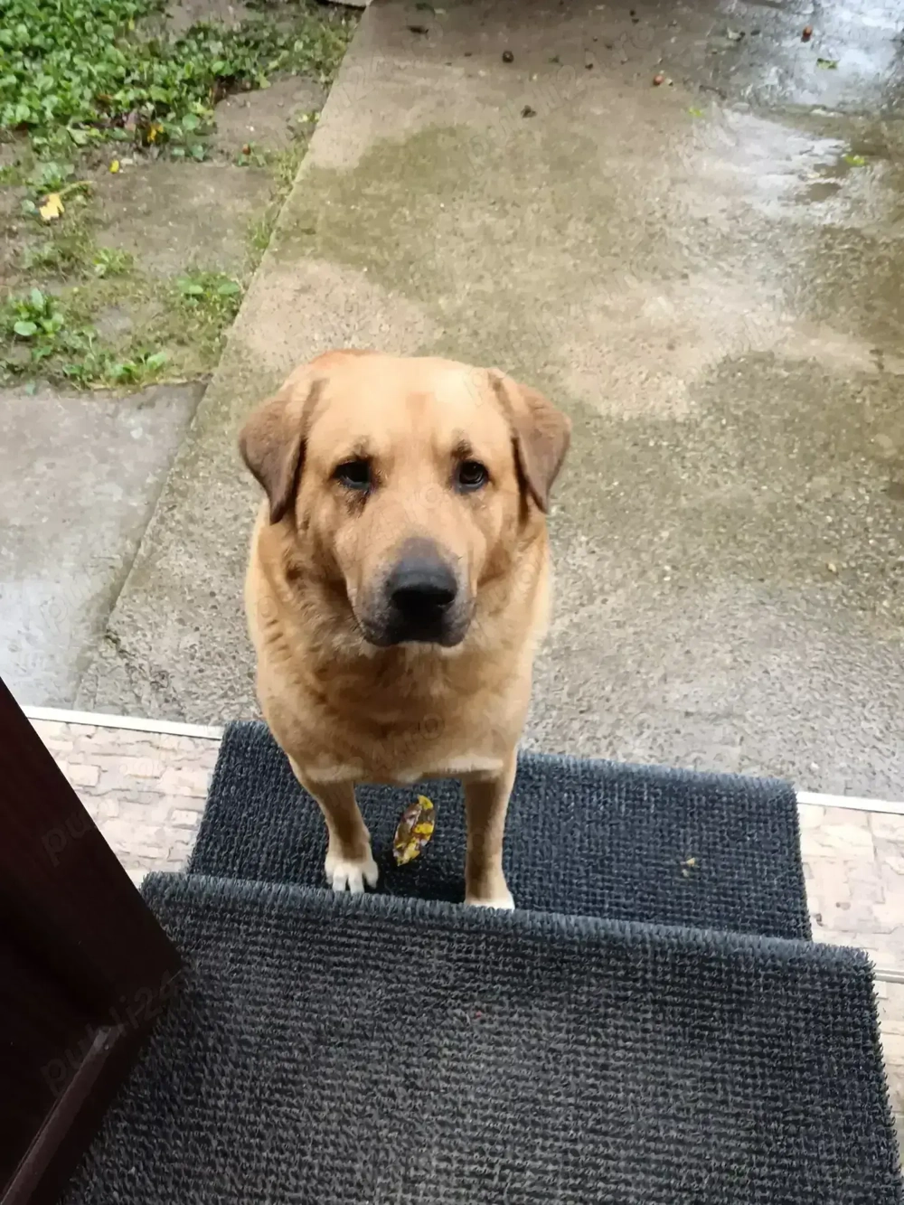 Adopții câini  Adopții câini