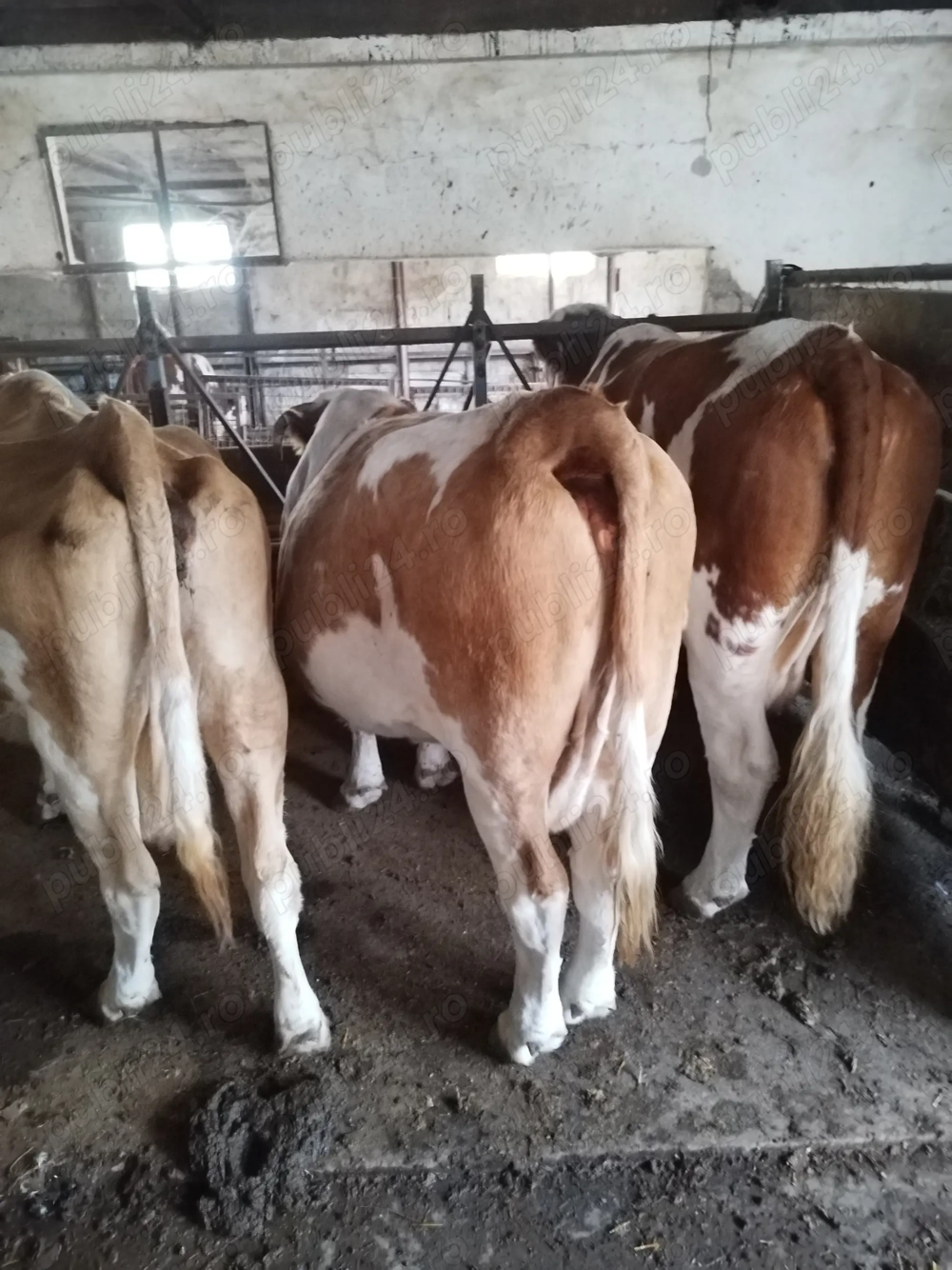 Vand doisprezece vaci