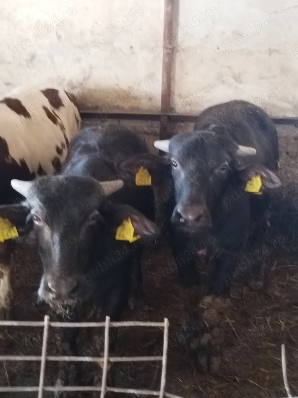 Vand patru bivoli Vand patru bivoli