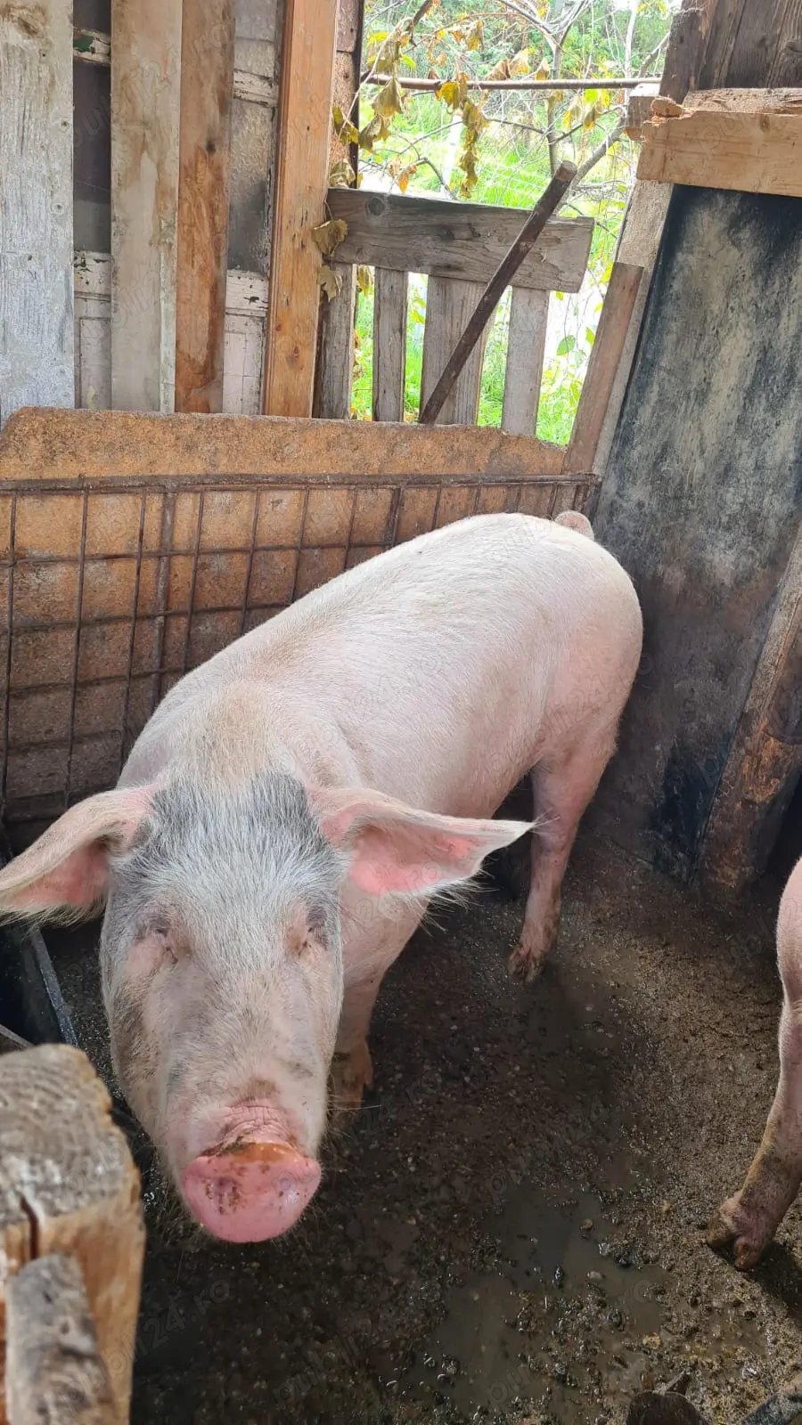 Vând porc crescut natural la țară   100% bio și sănătos Vând porc crescut natural la țară   100% bio și sănătos