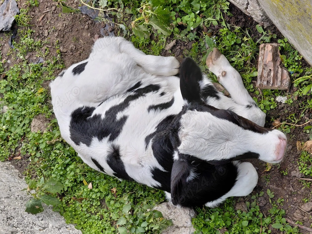 Vand  vitel holstain nascut din16.10.2025 