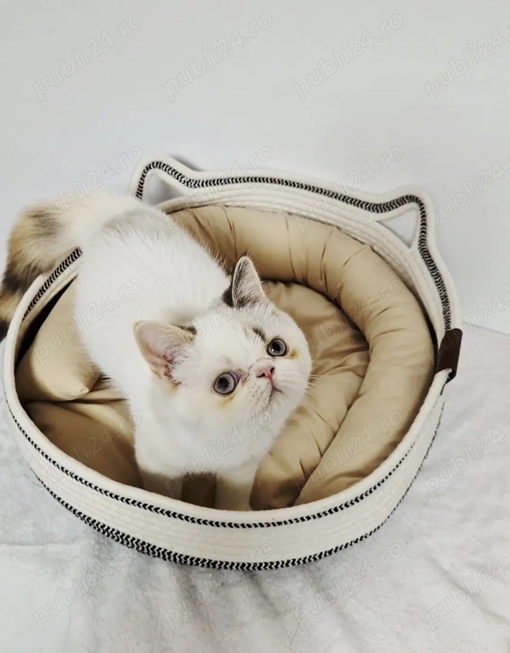 Pisicuță exotic shorthair 