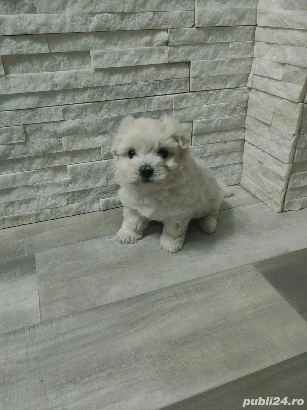 Vand bichon maltez Vand bichon maltez