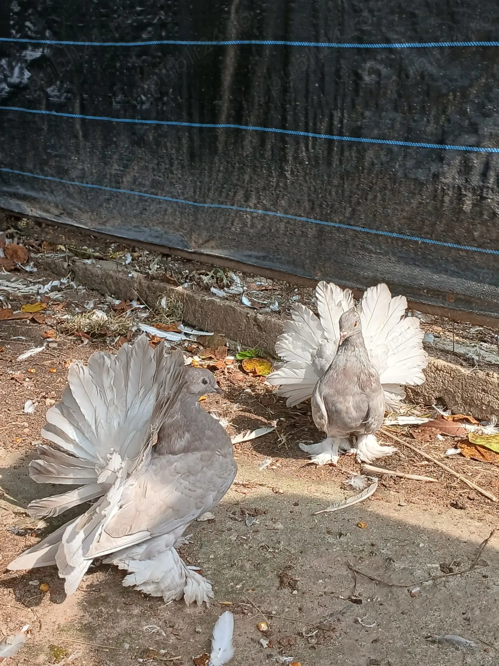 Porumbei ornament voltați indieni