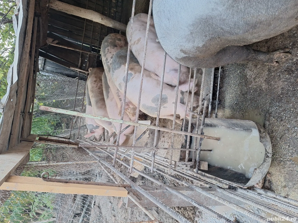 porci de rasa porci de rasa