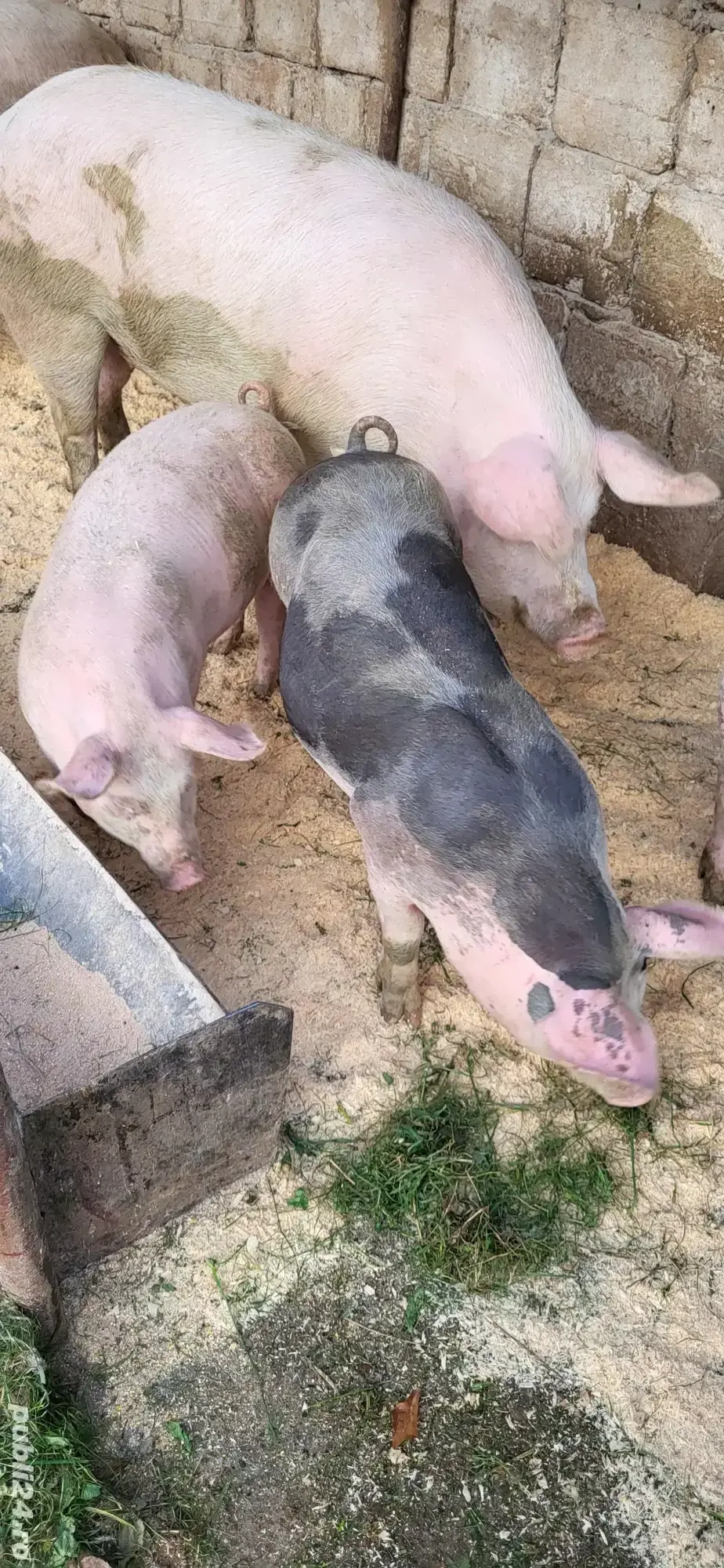 vand purcei  pitran 60kg vand purcei  pitran 60kg