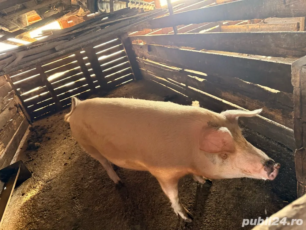 scroafa de vanzare