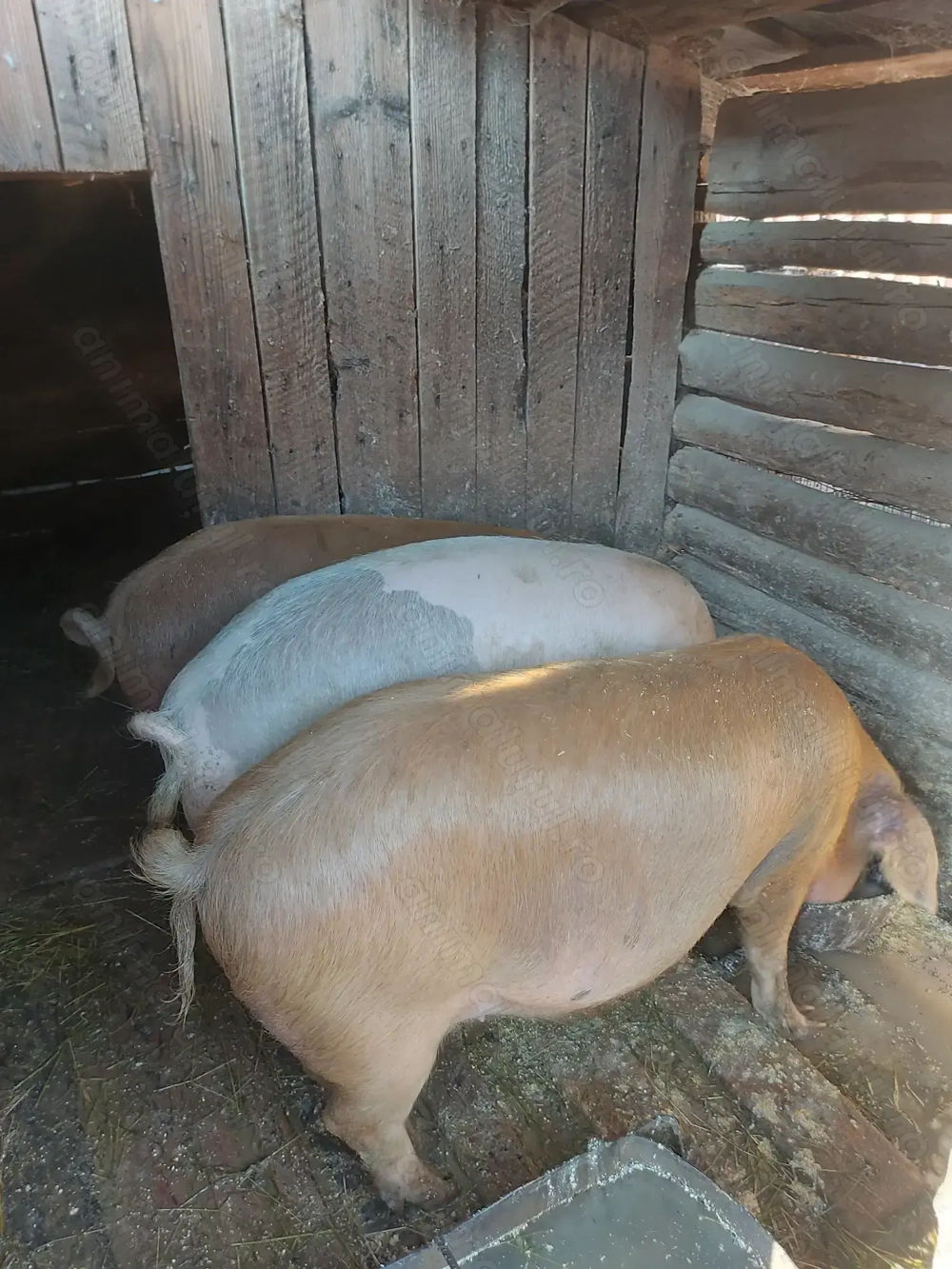 Porci pentru Crăciun  Porci pentru Crăciun