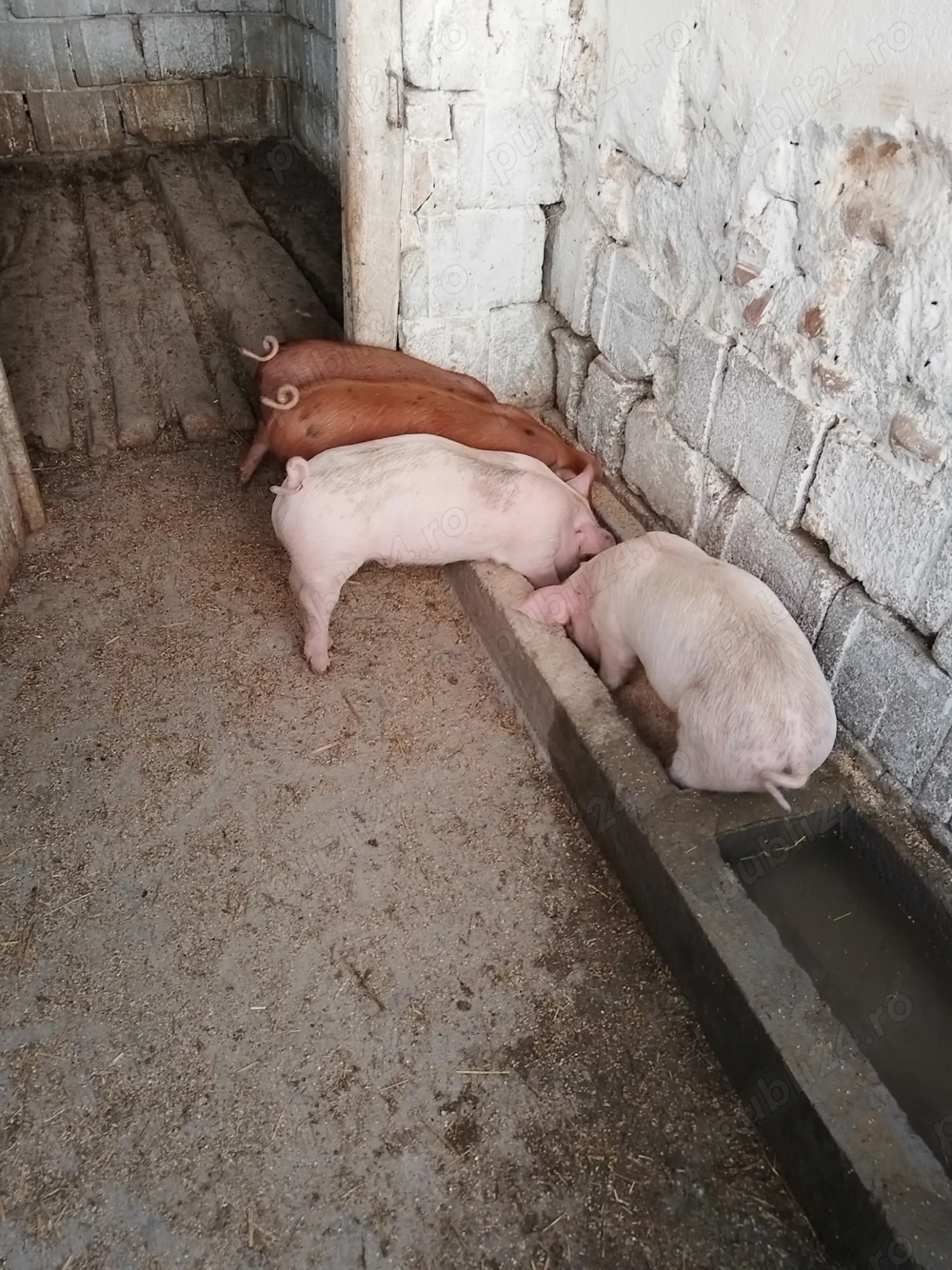 Vand purcei de 7 saptamani