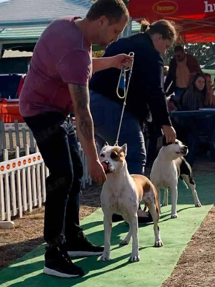 Femela Amstaff cu pedigree 