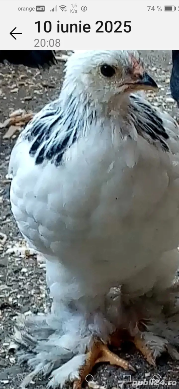 găină Brahma  găină Brahma