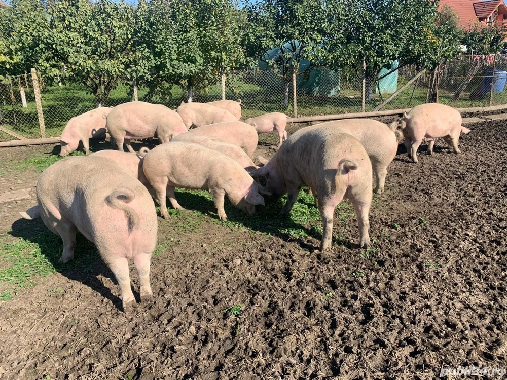 Vând Porci de carne crescuți liberi de la 100 la 280 kg