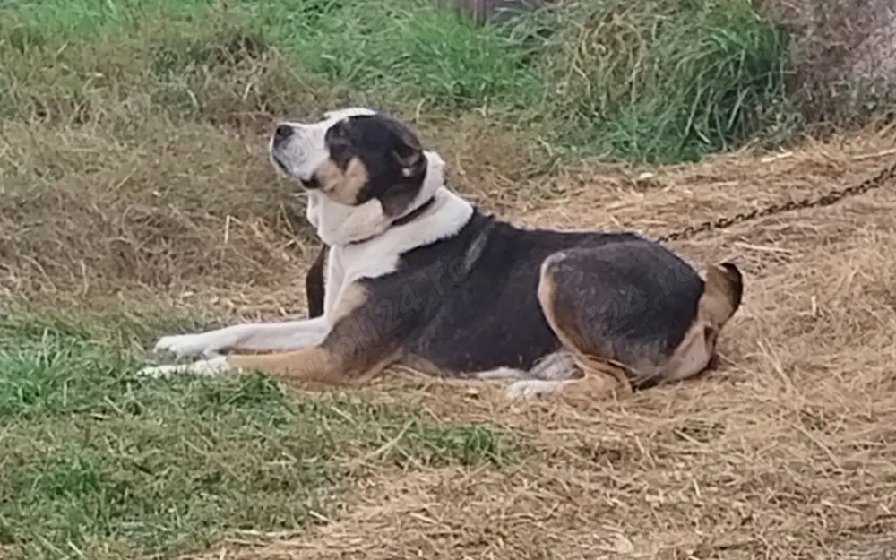 Vand ciobănesc de asia centrala Vand ciobănesc de asia centrala