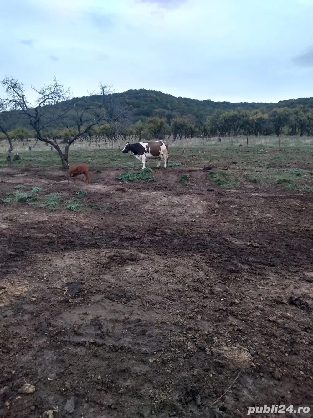 vand vaca baltata romaneasca 