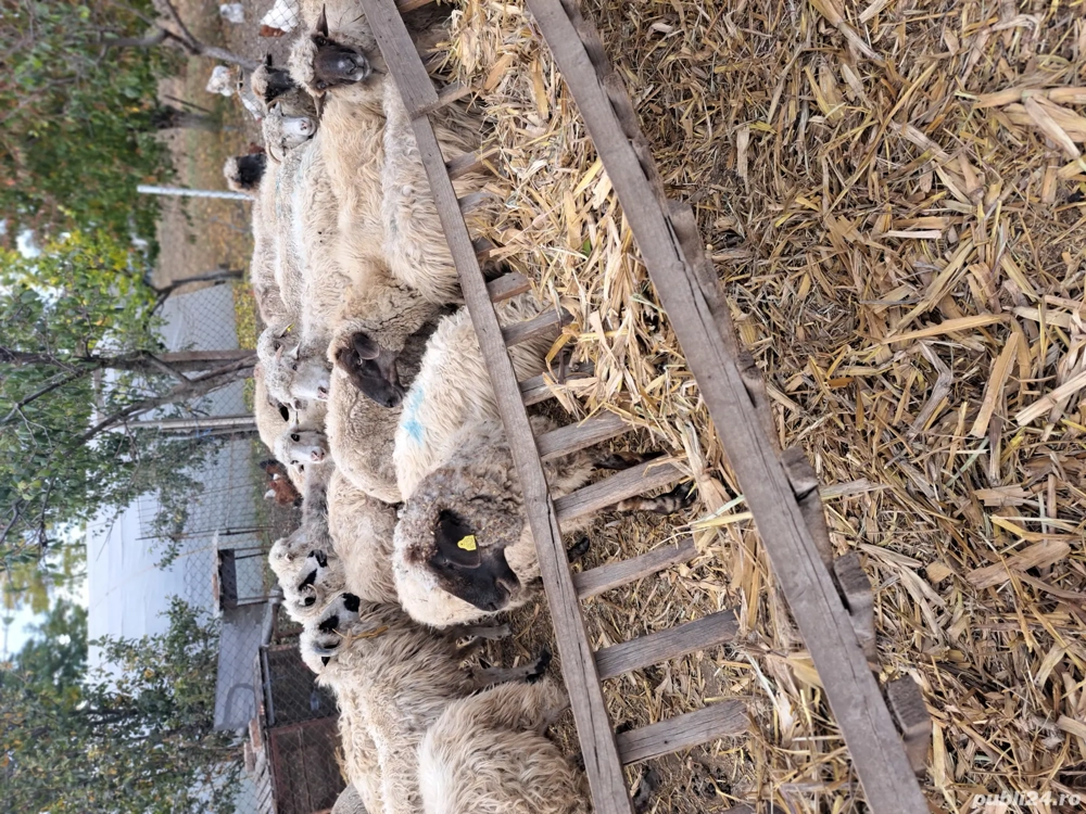 vind 21 de oi reforme țurcane 270 lei buc neg. vind 21 de oi reforme țurcane 270 lei buc neg.