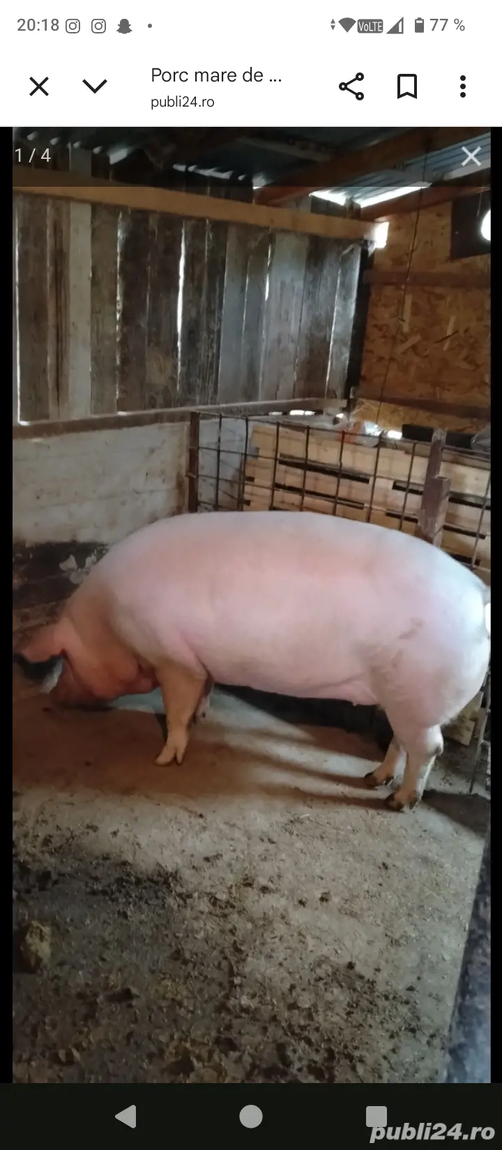 Vând Porc  Vând Porc