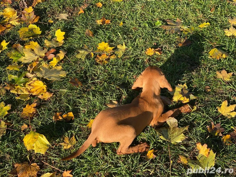 pui de Viszla Maghiara pui de Viszla Maghiara