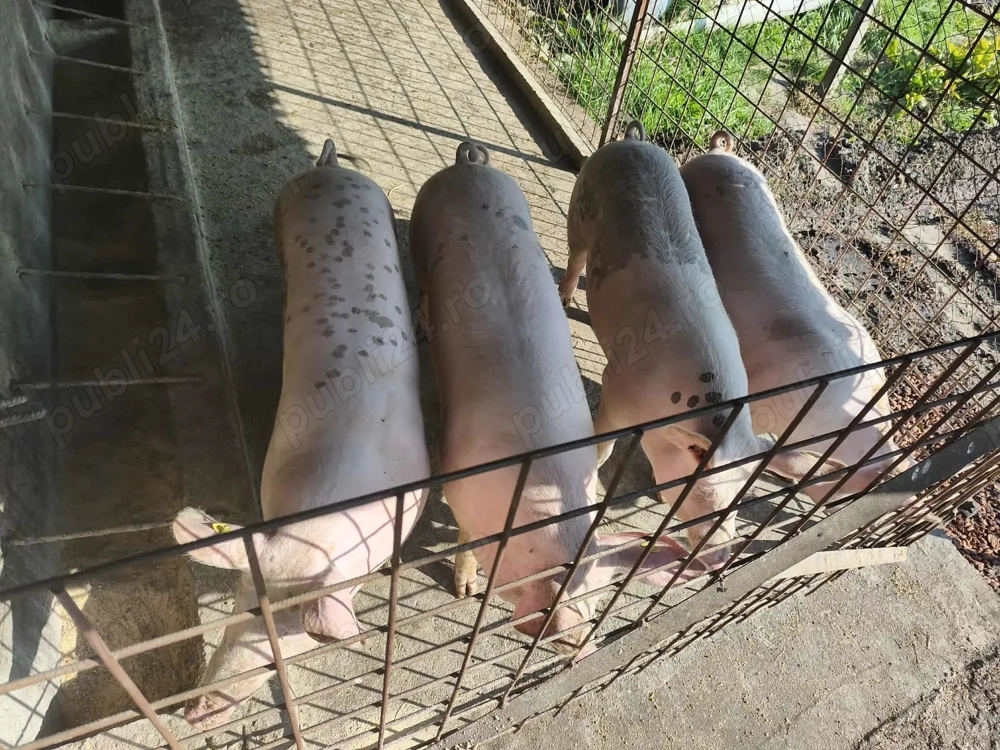 Porci si purcei de vanzare- 