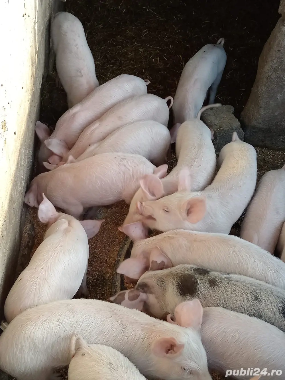 purcei de vanzare purcei de vanzare
