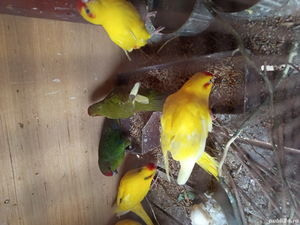 papagal capra  papagal capra