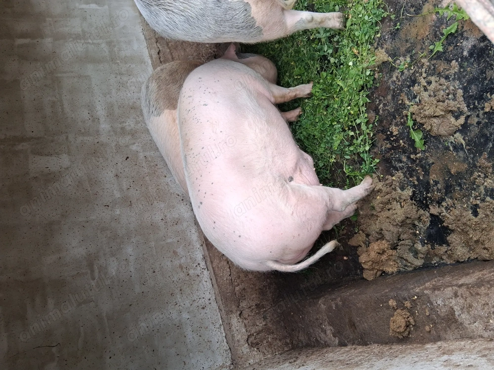 Porci de vanzare Porci de vanzare