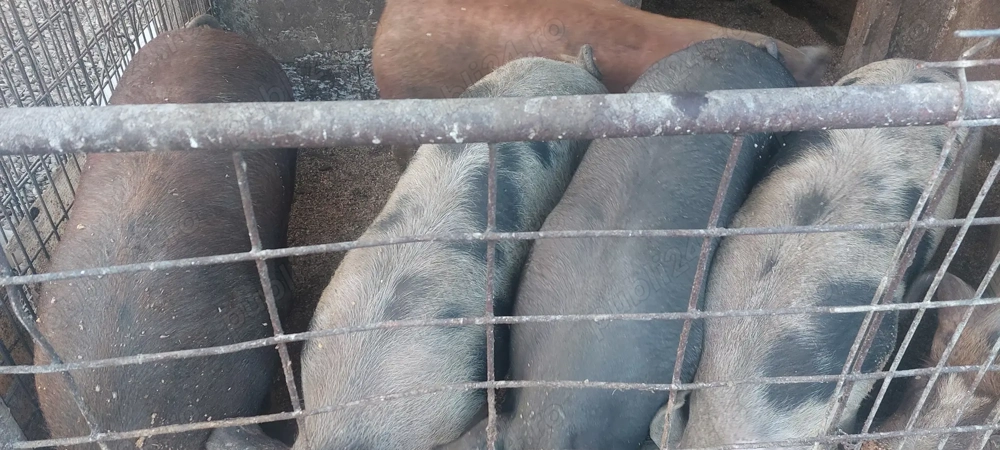 Porci de vanzare Porci de vanzare