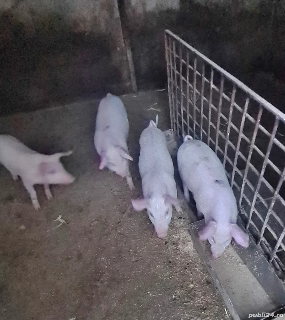 Purcei de rasă Purcei de rasă