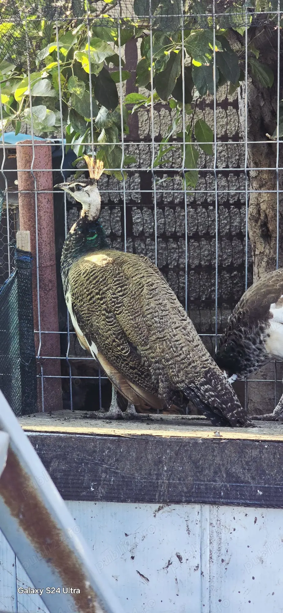 Păuni standard și umăr negru