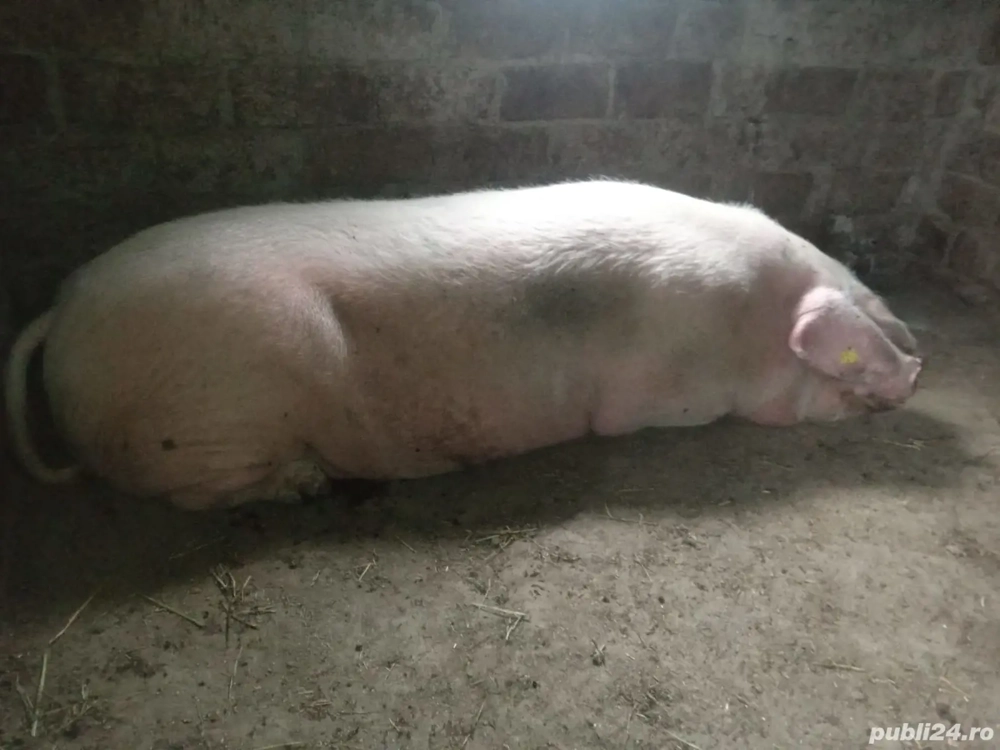 Vand purcea Vand purcea