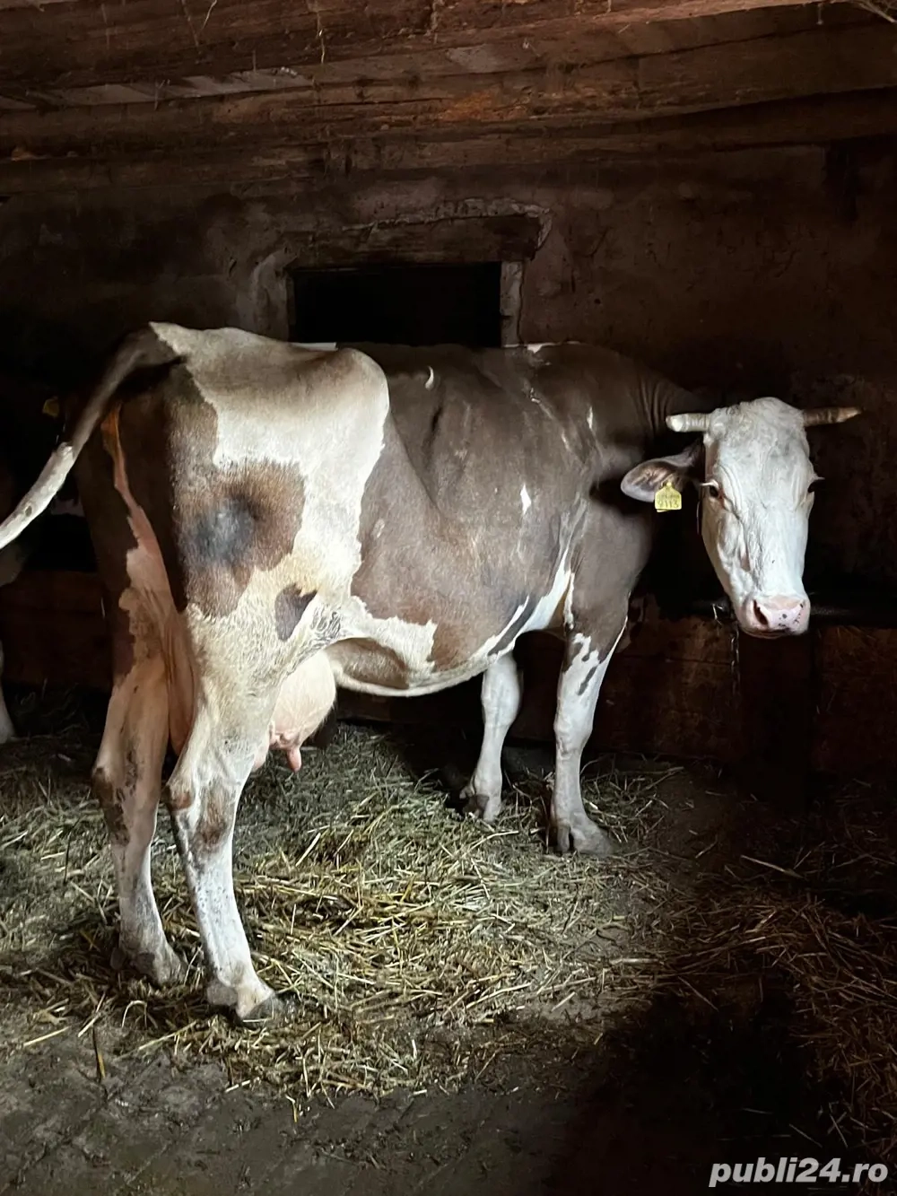 De vanzare vaca +vitea  De vanzare vaca +vitea