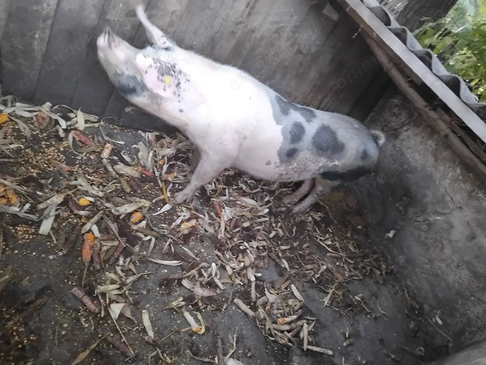 Porc de vanzare 170kg Porc de vanzare 170kg